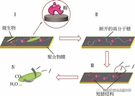 光氧、淀粉基與全生物降解的差異之處(圖2)